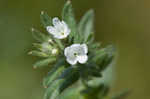 Corn gromwell